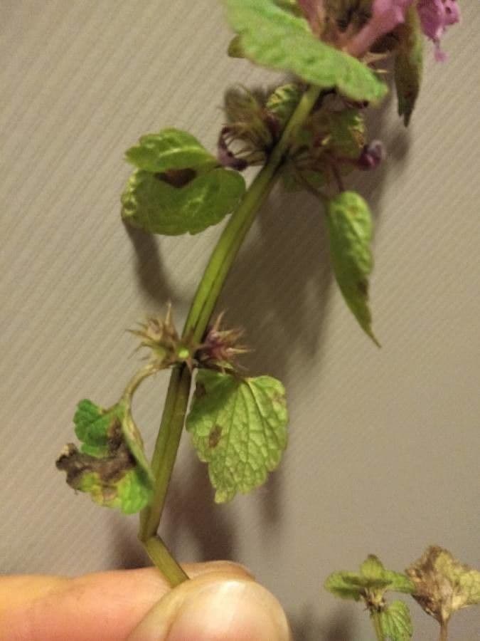 Falsa ortiga 4