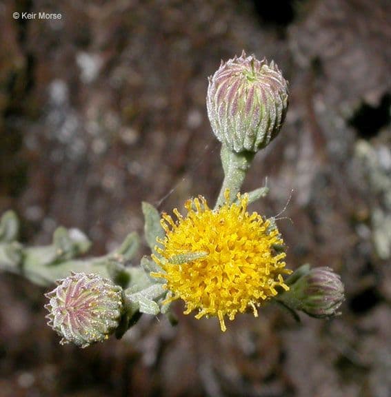 Erigeron delle rocce 6