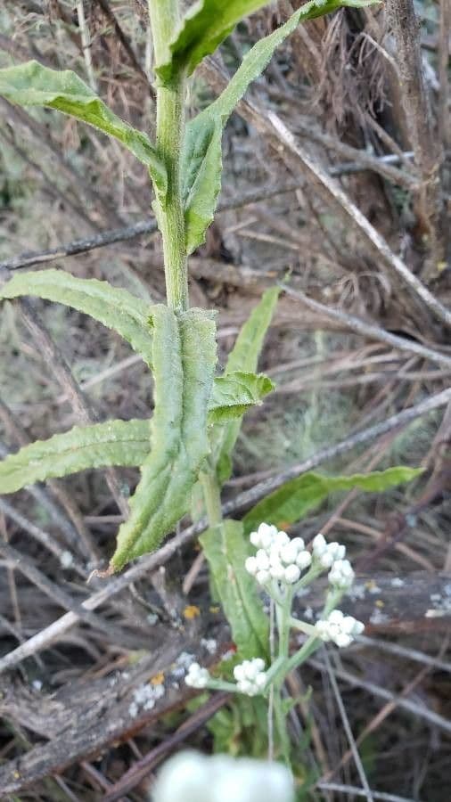 Gnaphalium californiano 11