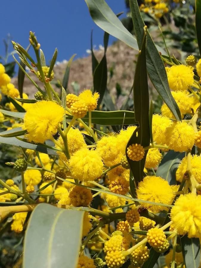 Acacia saligna 8
