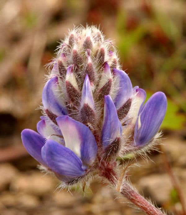 Donner See Lupine 5