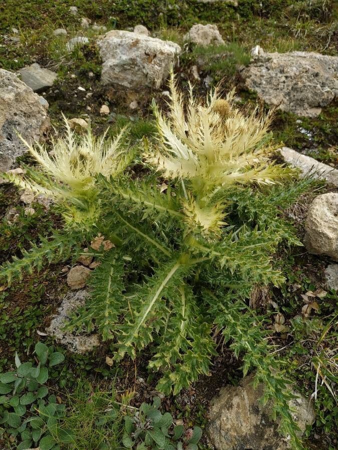 Cardo spinosissimo 17