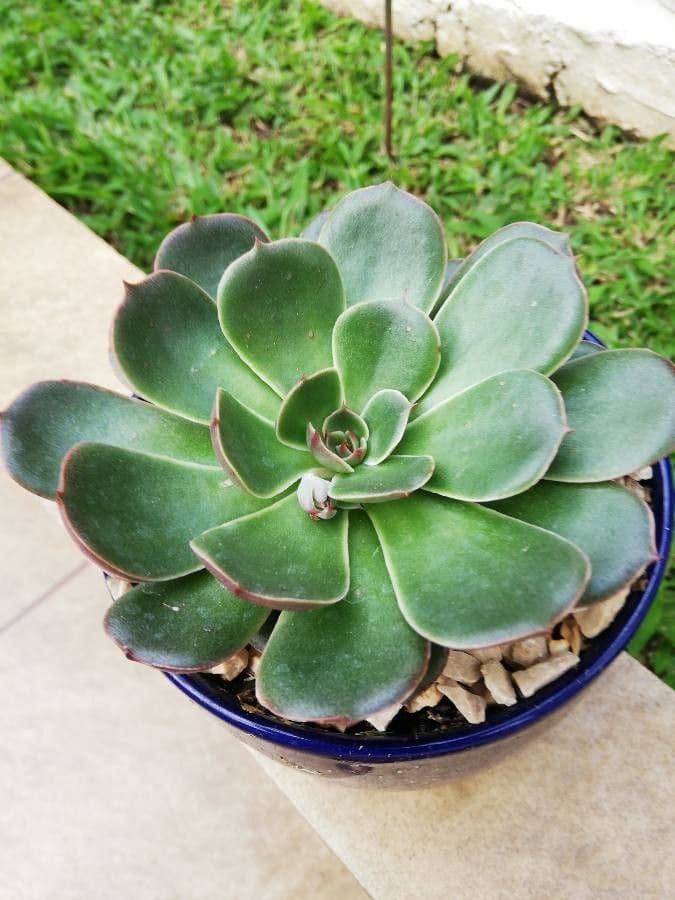 Echeveria 6