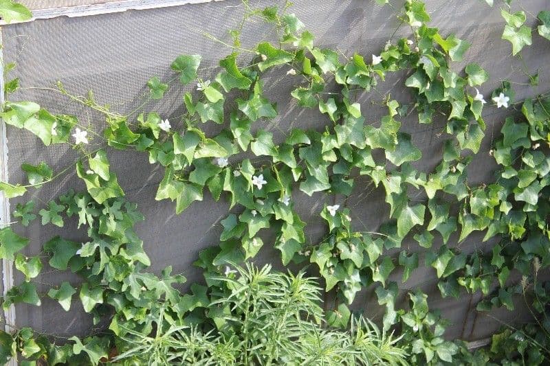 Melón escarlata 11