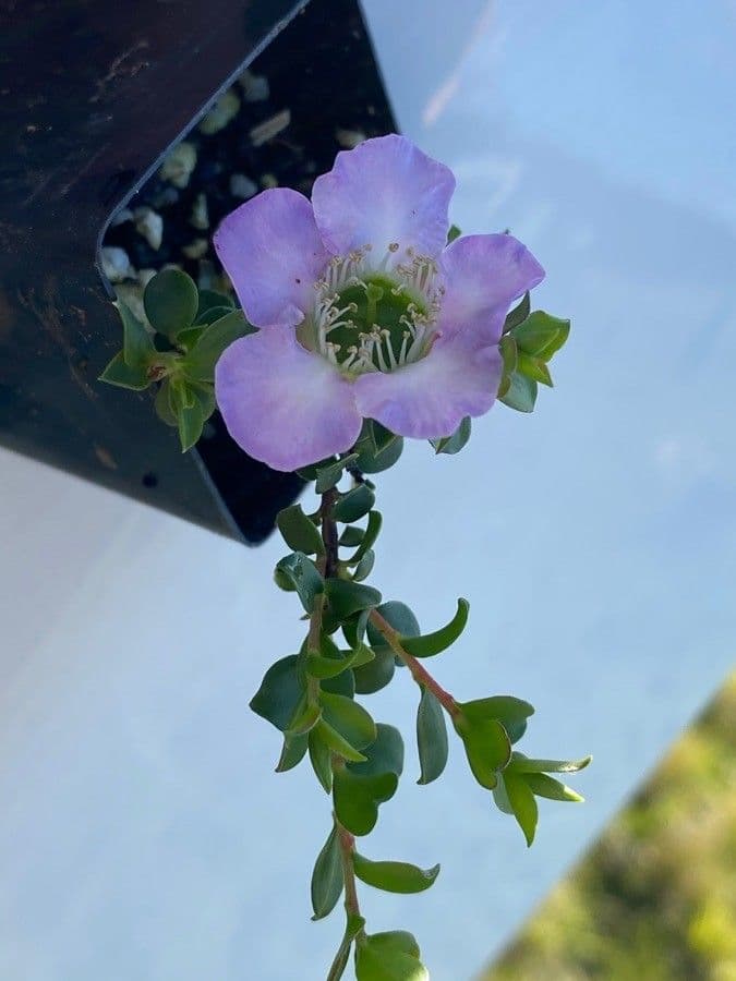 Leptospermum squarrosum 4
