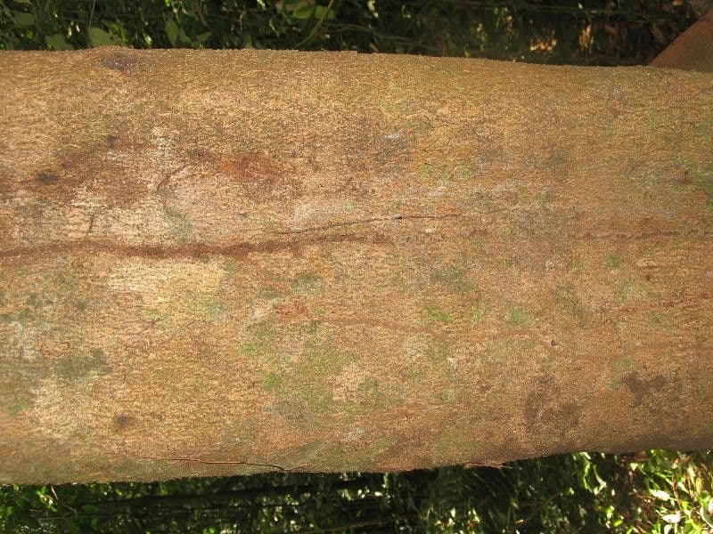 Ocotea 17