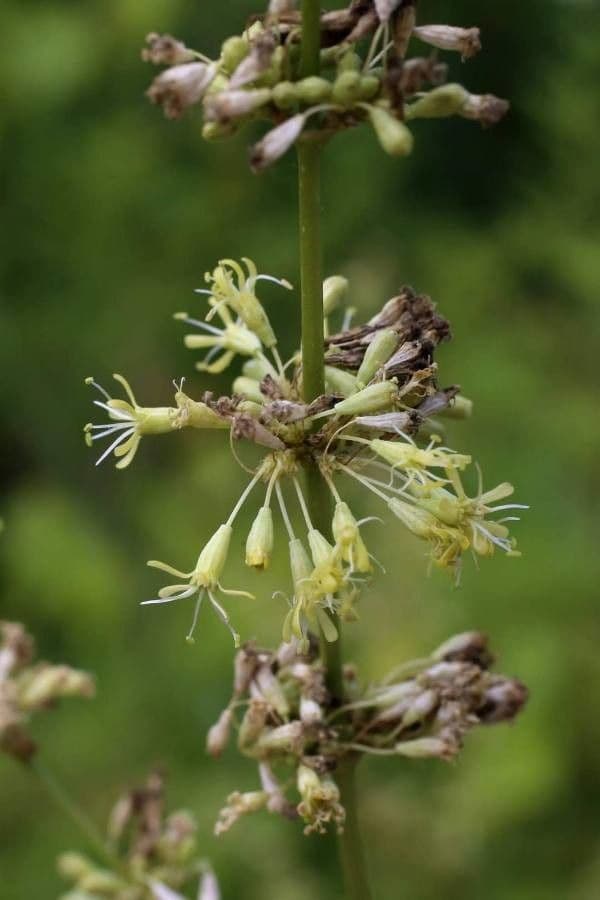Silene 3