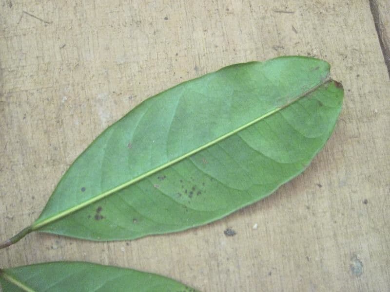 Amanoa 6