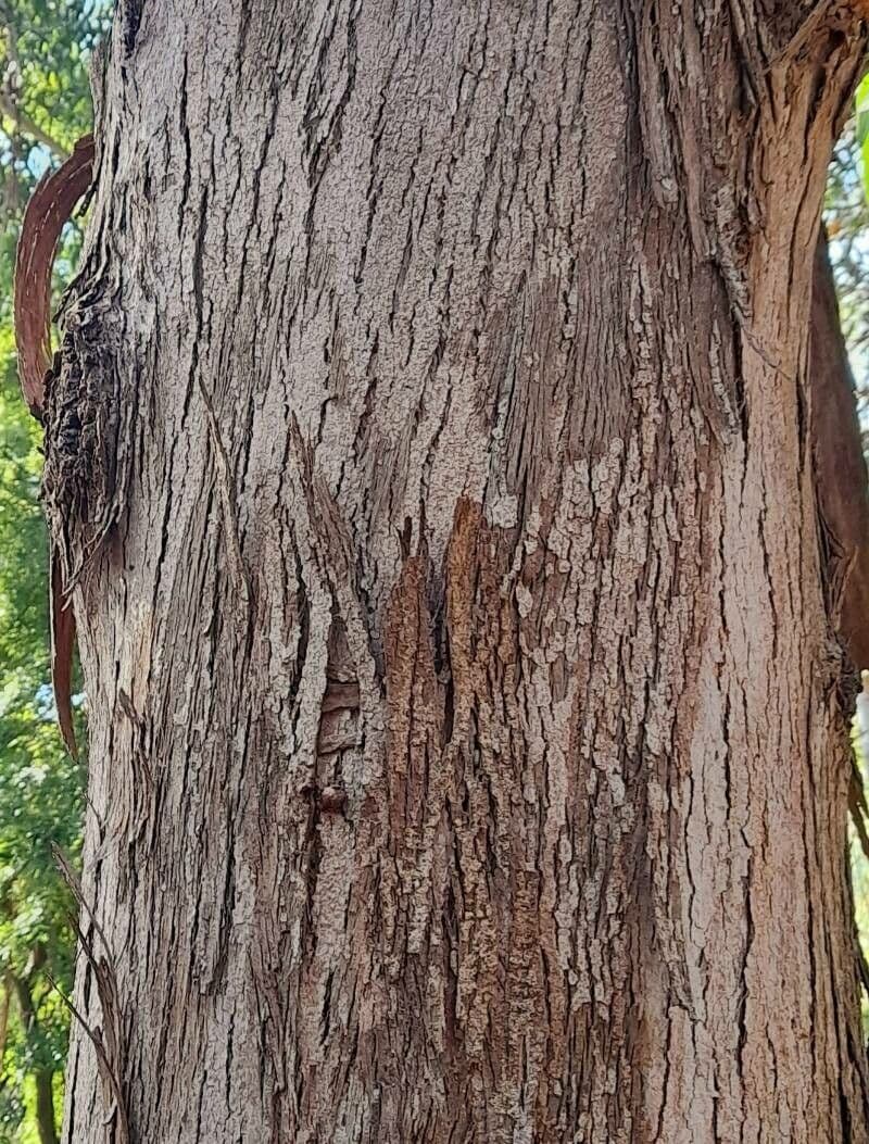 Eucalyptus pilularis 7