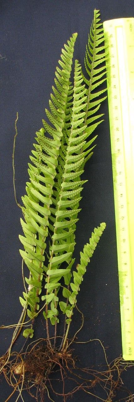 Nephrolepis ondulata 4