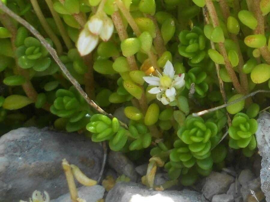 Sedum 2