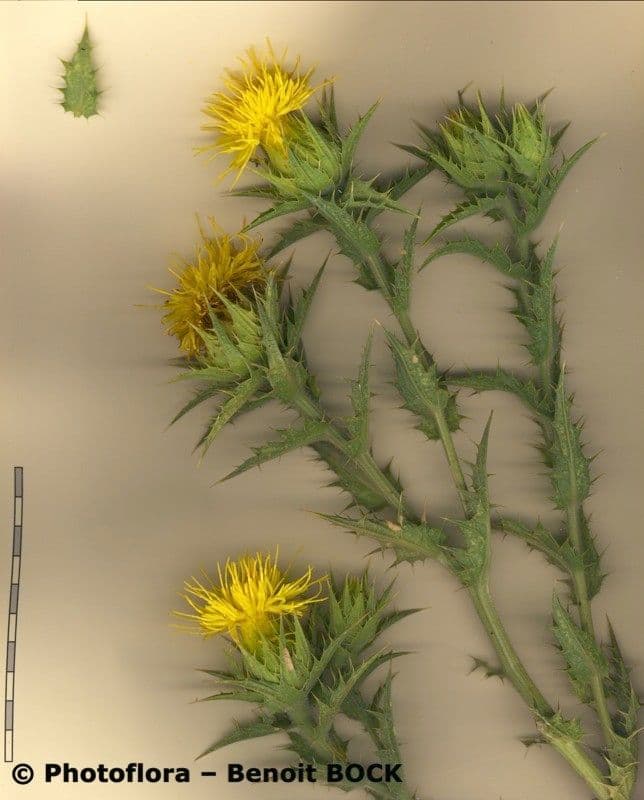 Baumsaflor 17