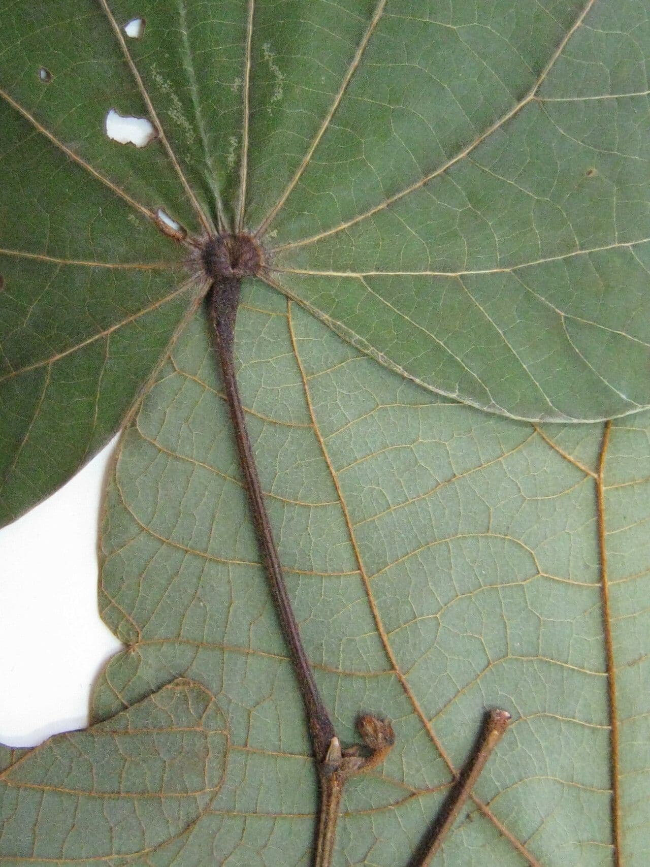 Bauhinia 3