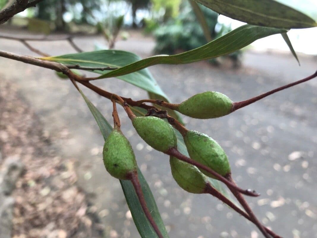 Schöne Grevillea