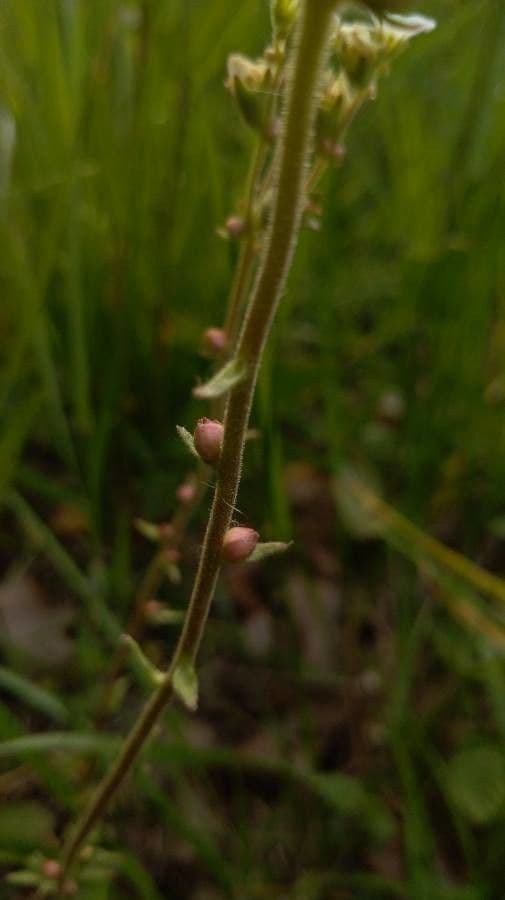 Sassifraga bulbifera 14