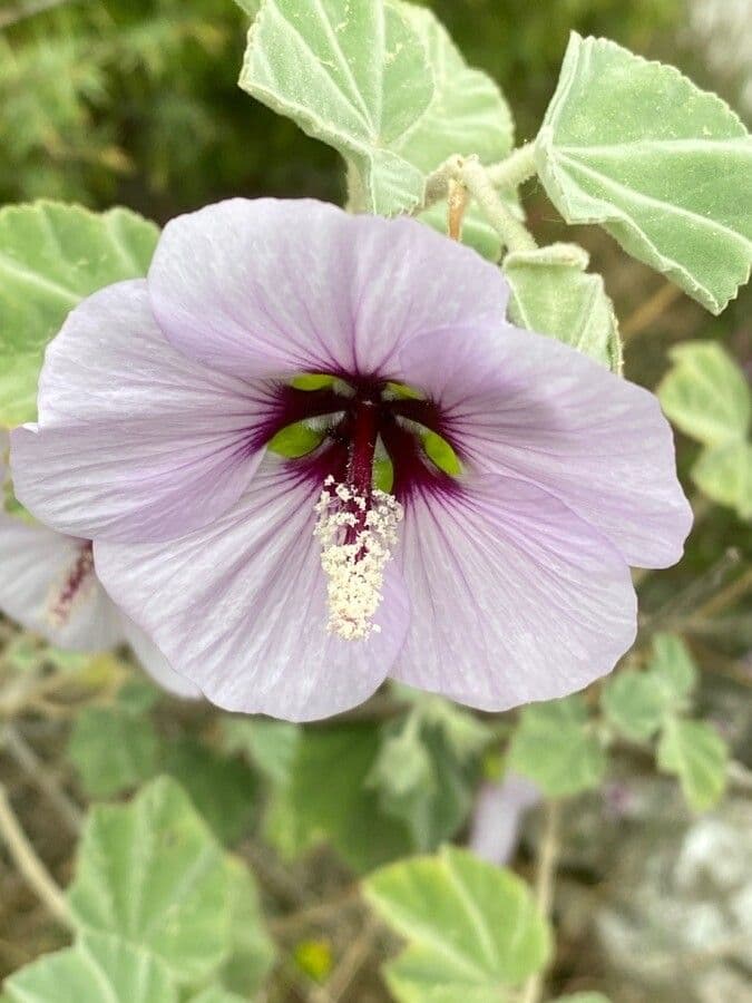 Malva subovata 6