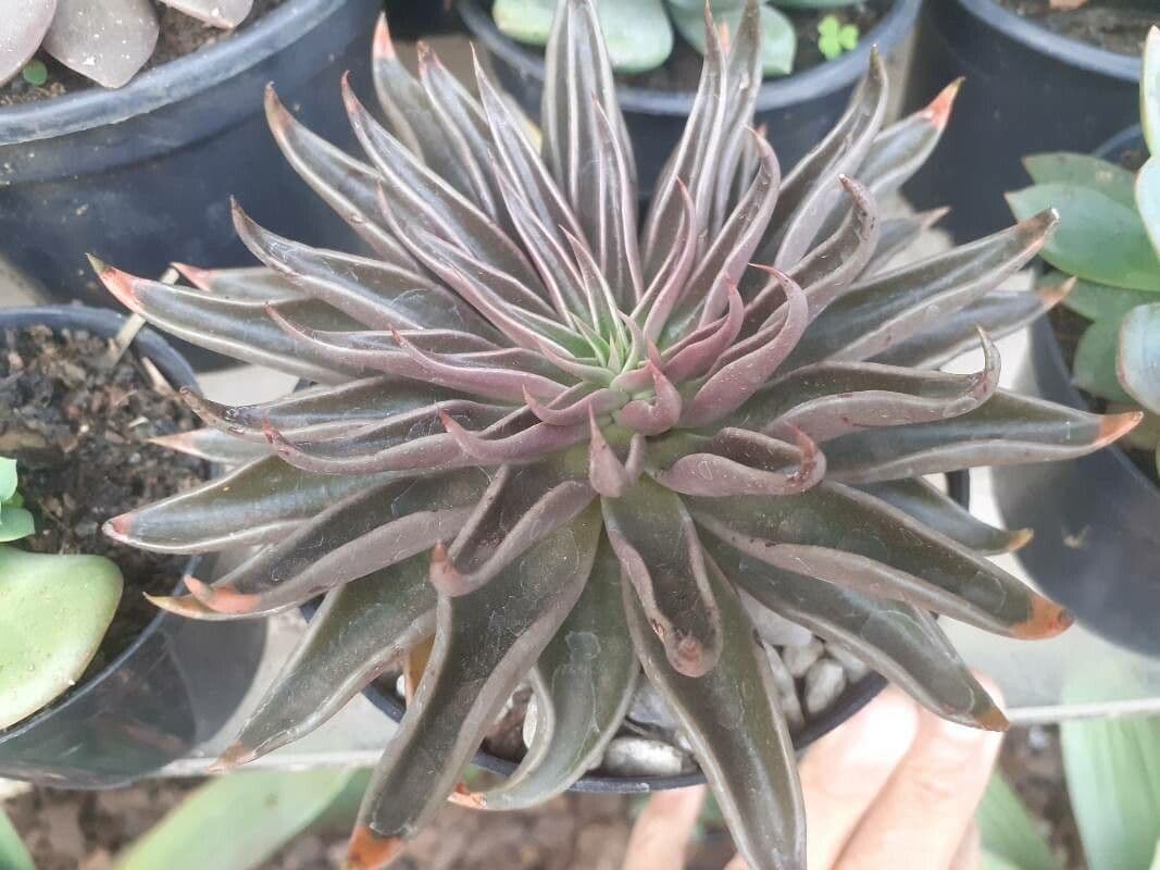 Echeveria 4
