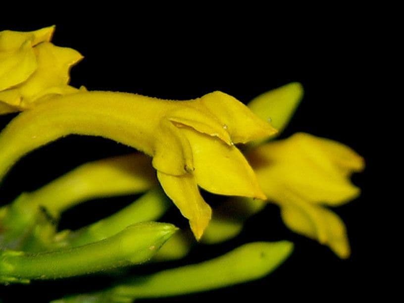 Hamelia 6