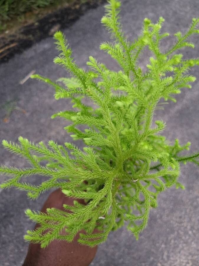 Lycopodiella cernua 13