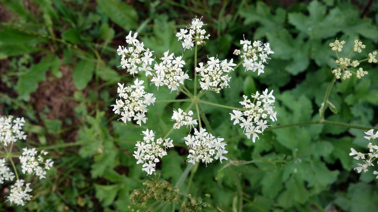 Panace 7