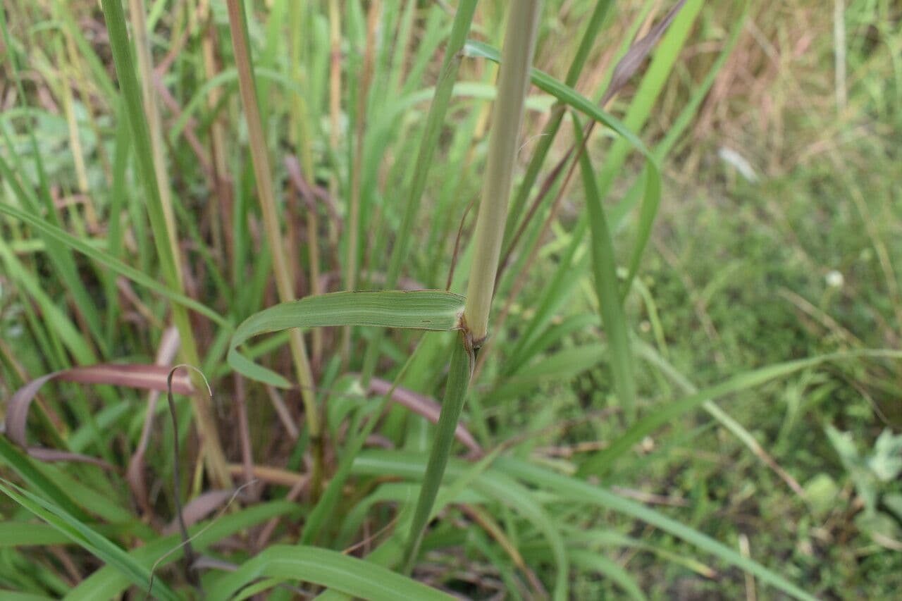 Bothriochloa 9