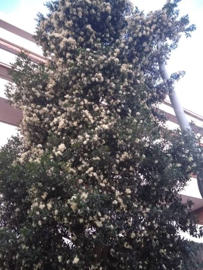 Amomyrtus meli 4