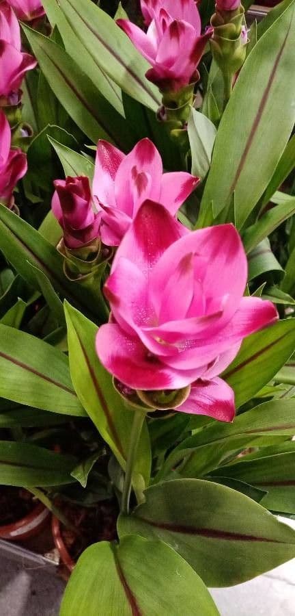 Siam-Tulpe 14