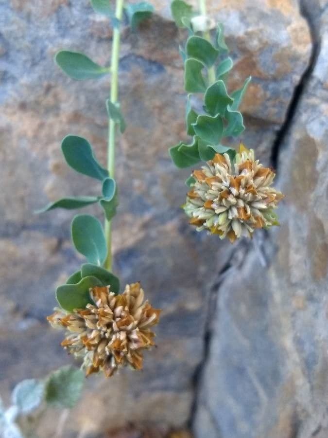 Telephium imperati 7