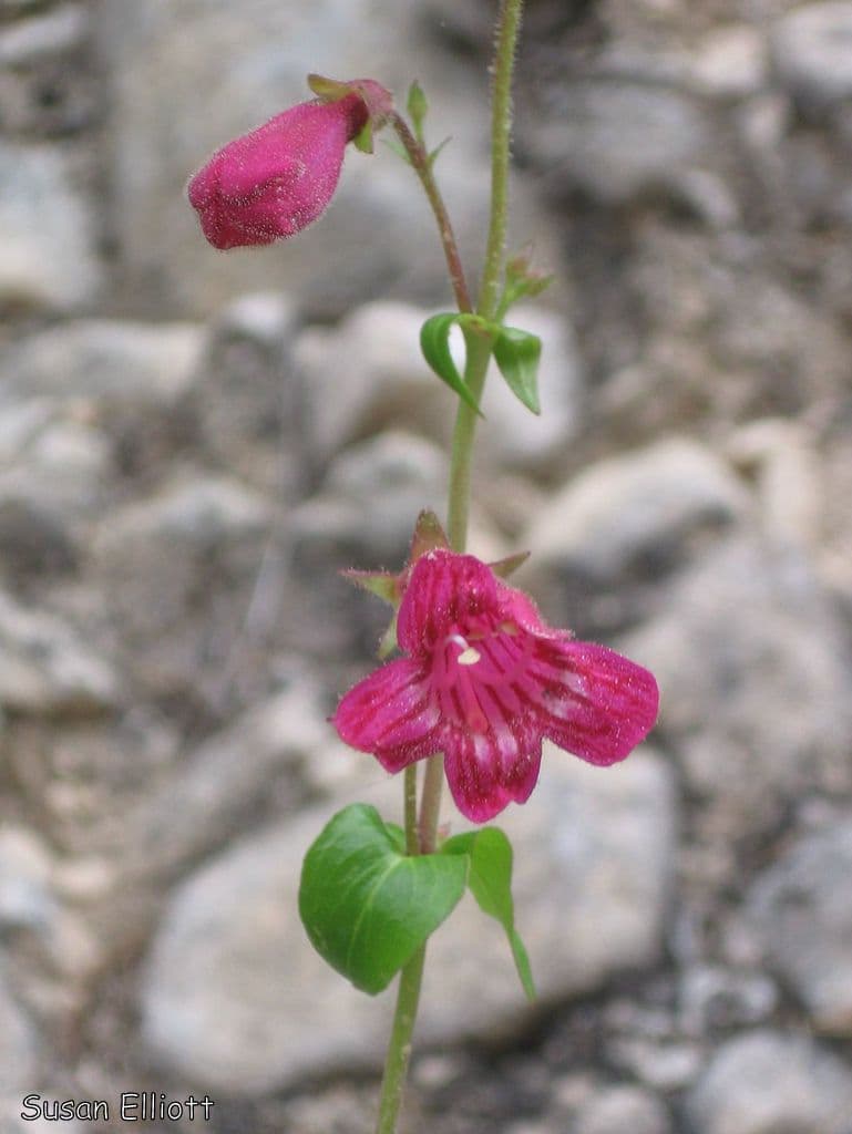 Penstemon