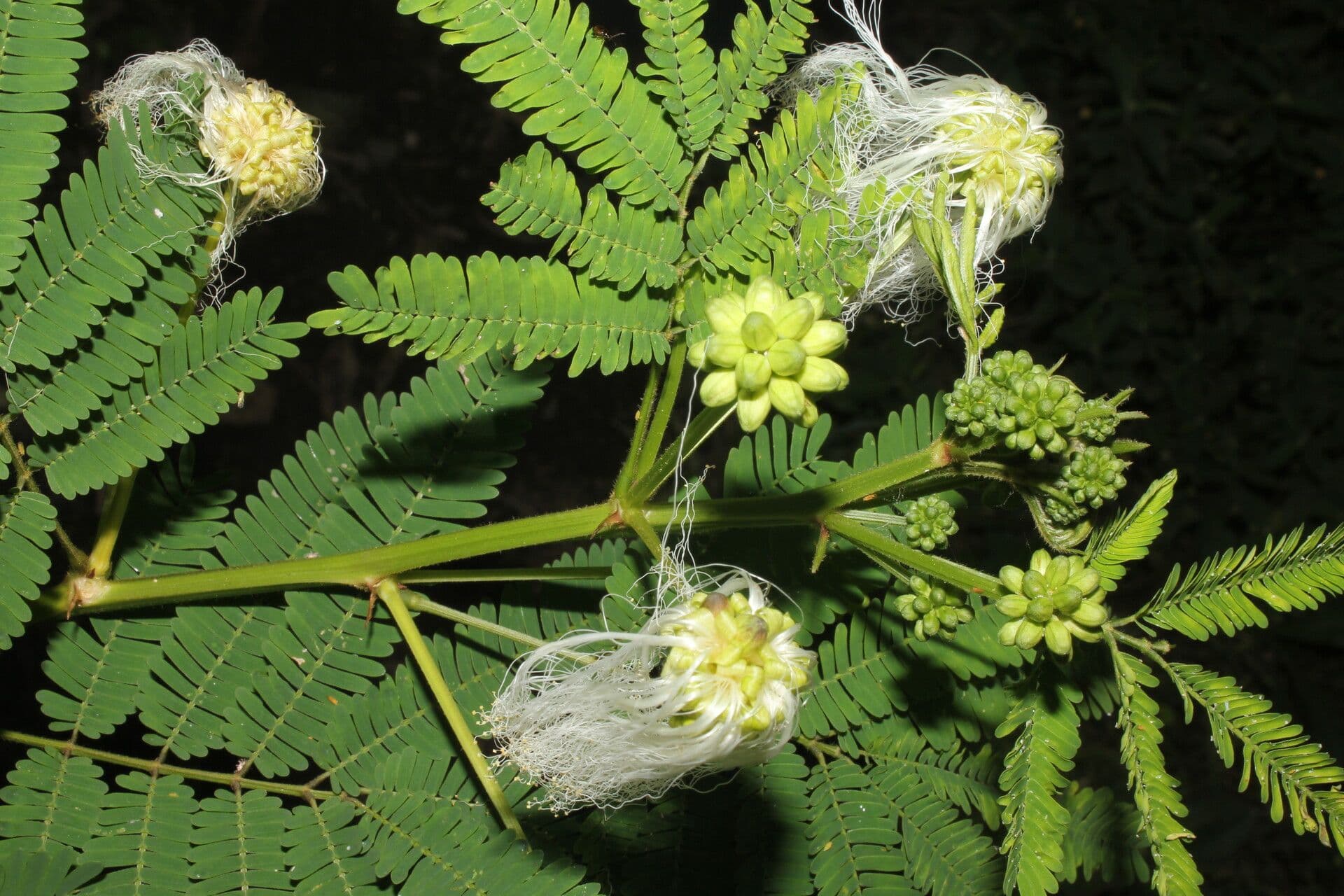 Weiße Calliandra 7