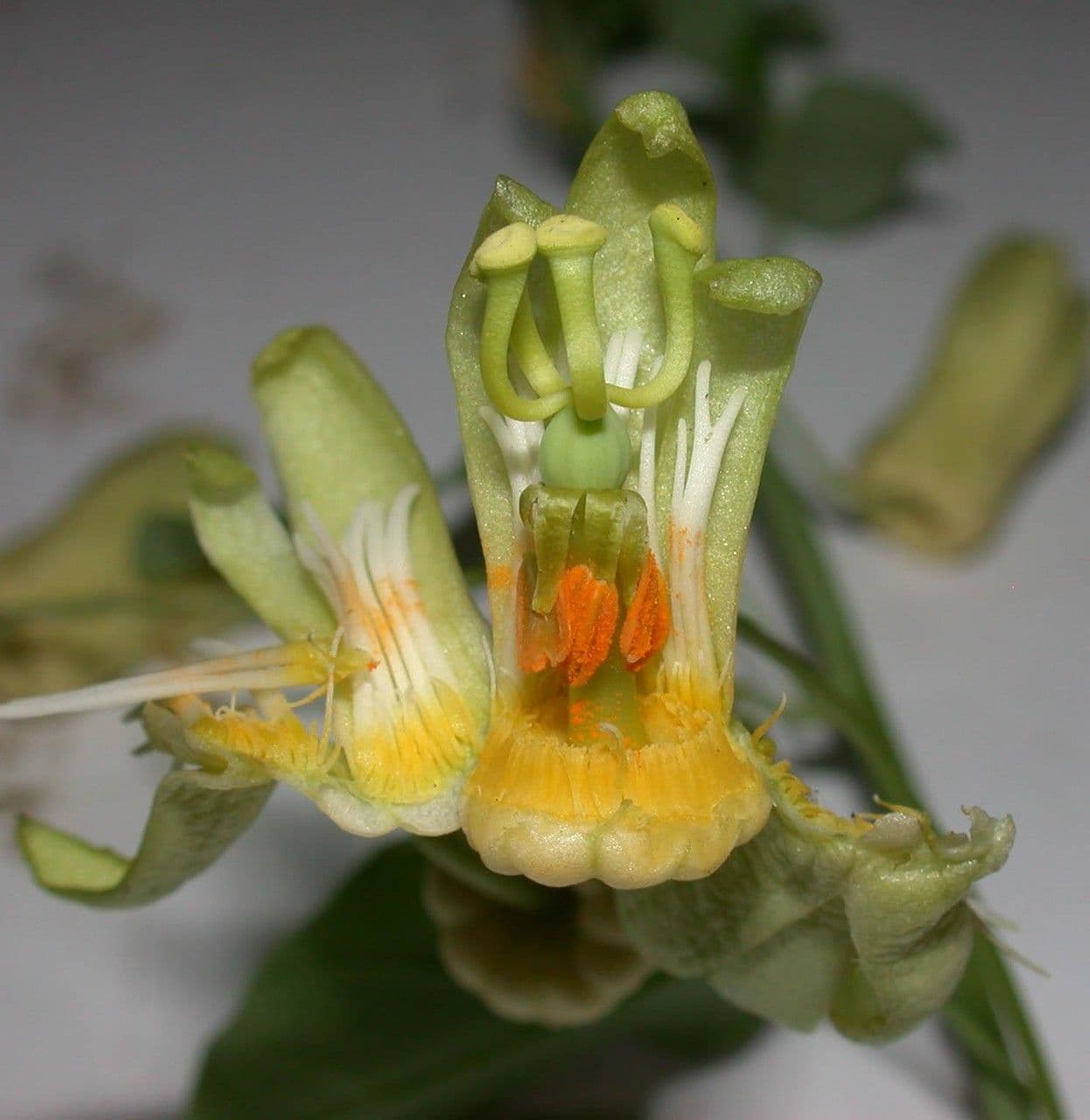Passiflora 7