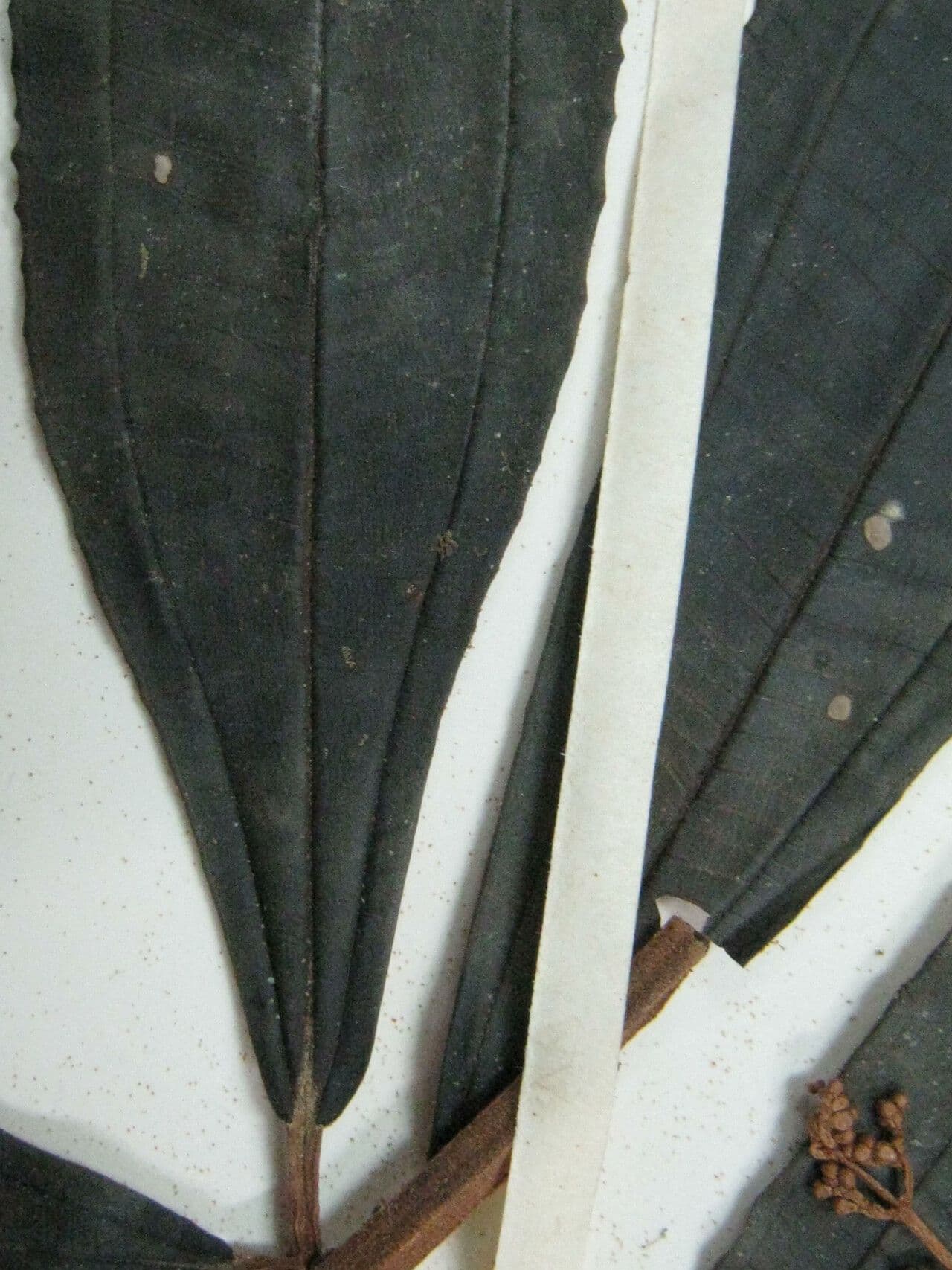 Miconia 6