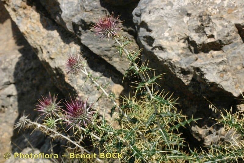 Ptilostemon 11