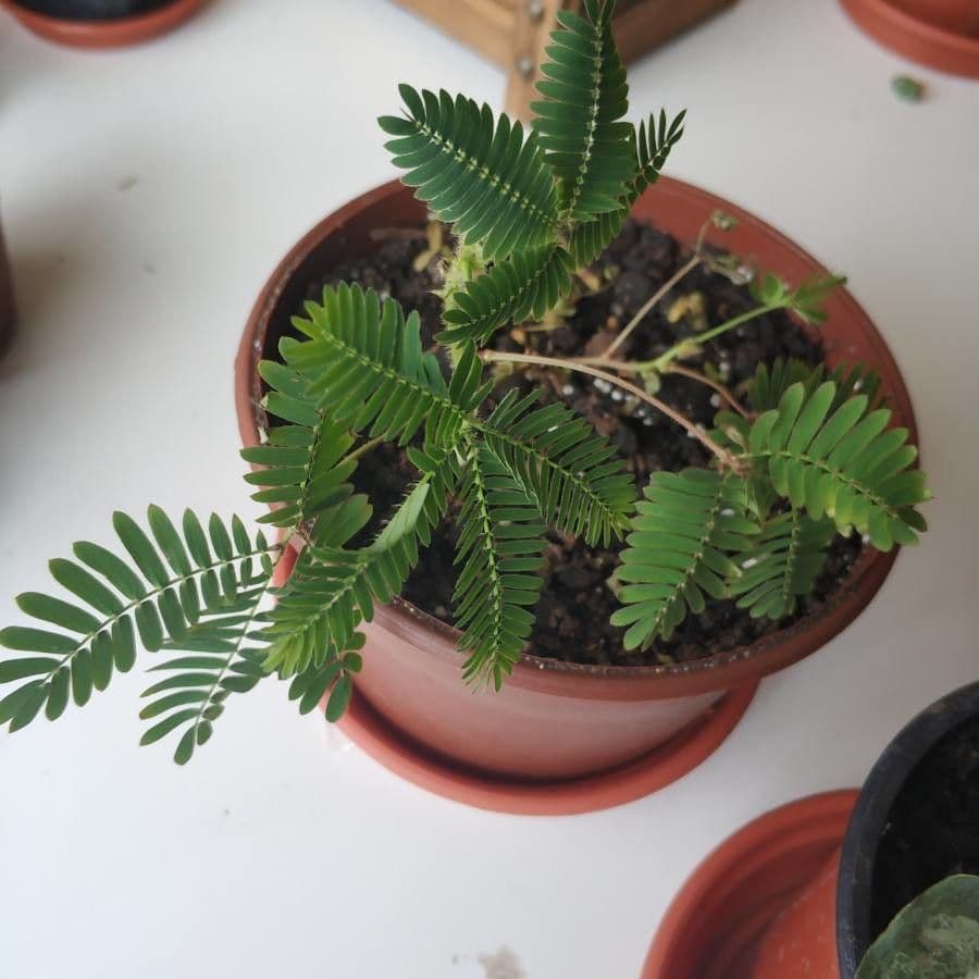 Mimosa pudica 17