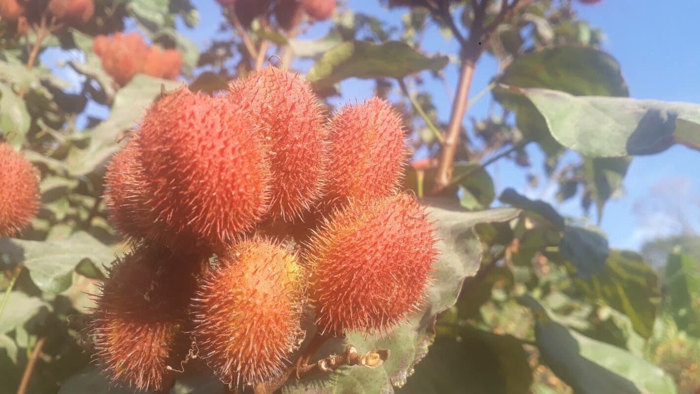 Achiote