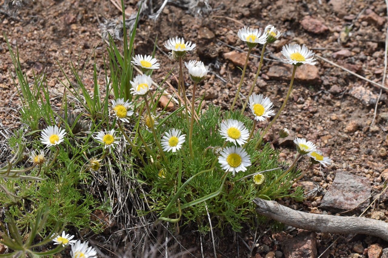 Erigeron composto 5