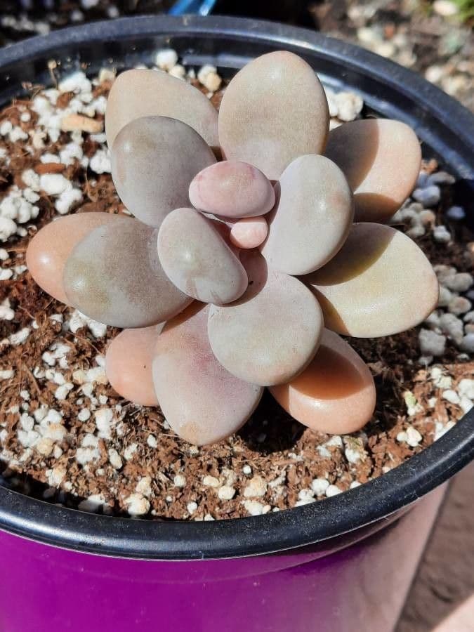 Pachyphytum 18