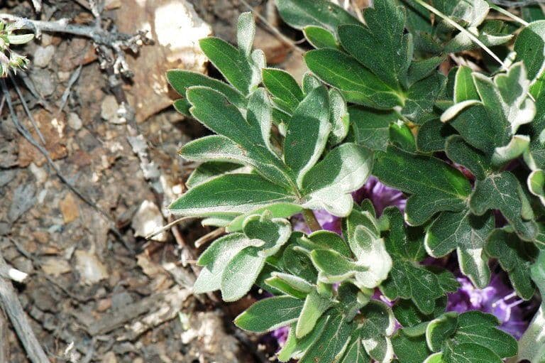 Hydrophyllum 16