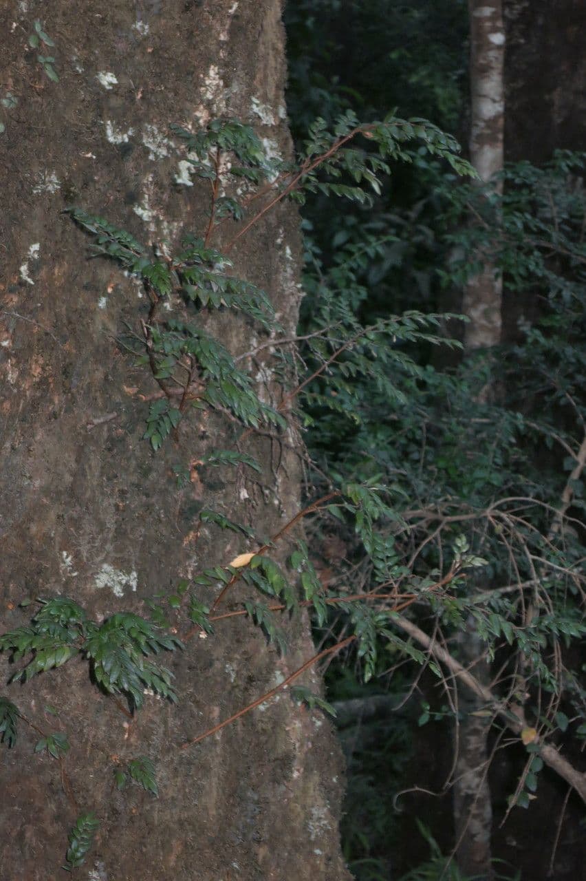 Luzuriaga 8