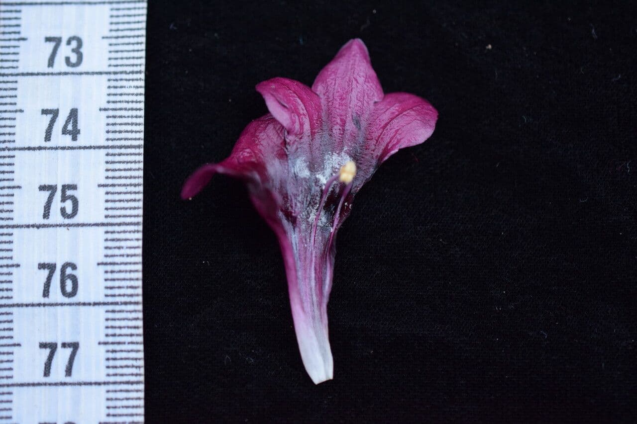 Didymocarpus 2