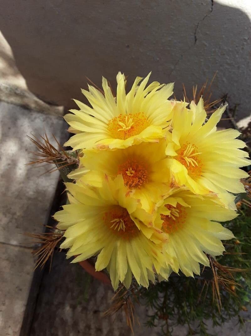 Cactus 2
