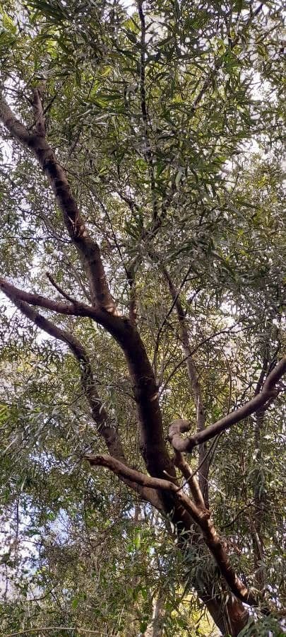 Nectandra angustifolia 13