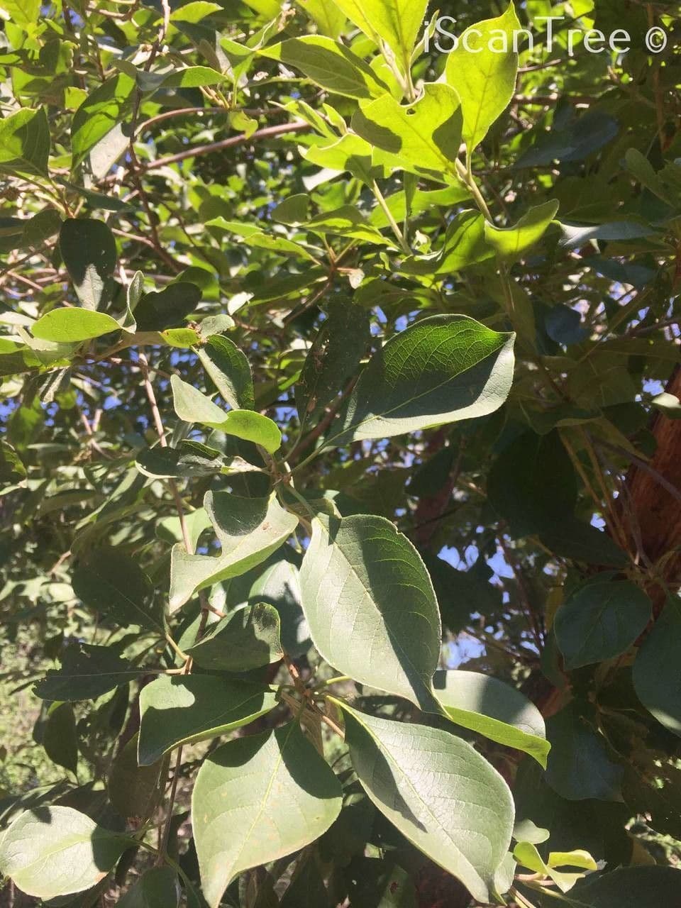Terminalia 8