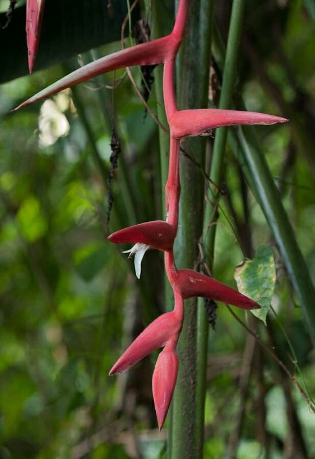 Helikonia 5