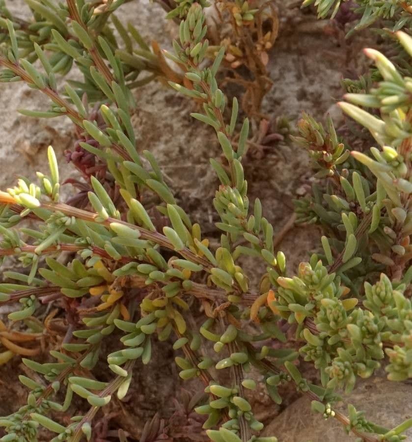 Suaeda marittima 20