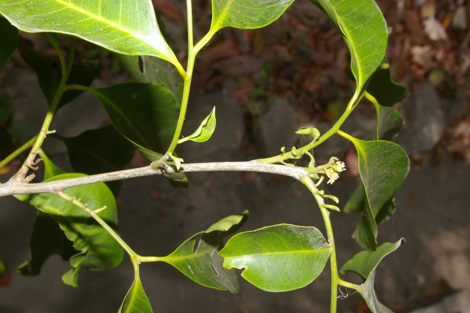Trichilia 8