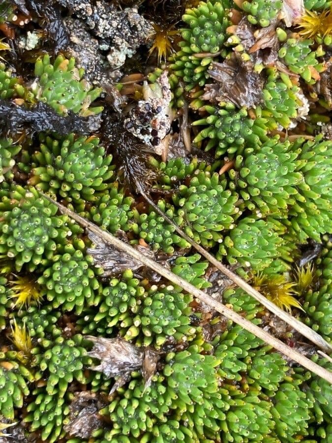 Xenophyllum 15