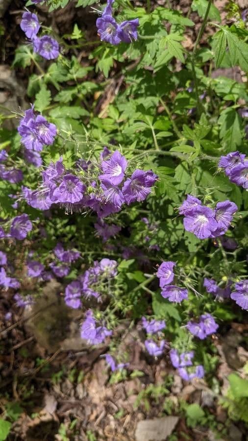 Phacelia bipinnatifida 6