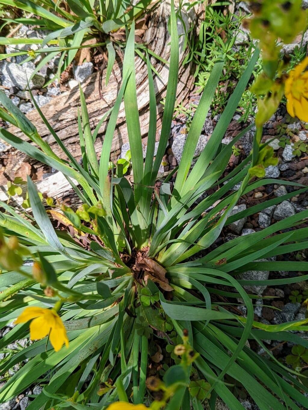 Sisyrinchium 11