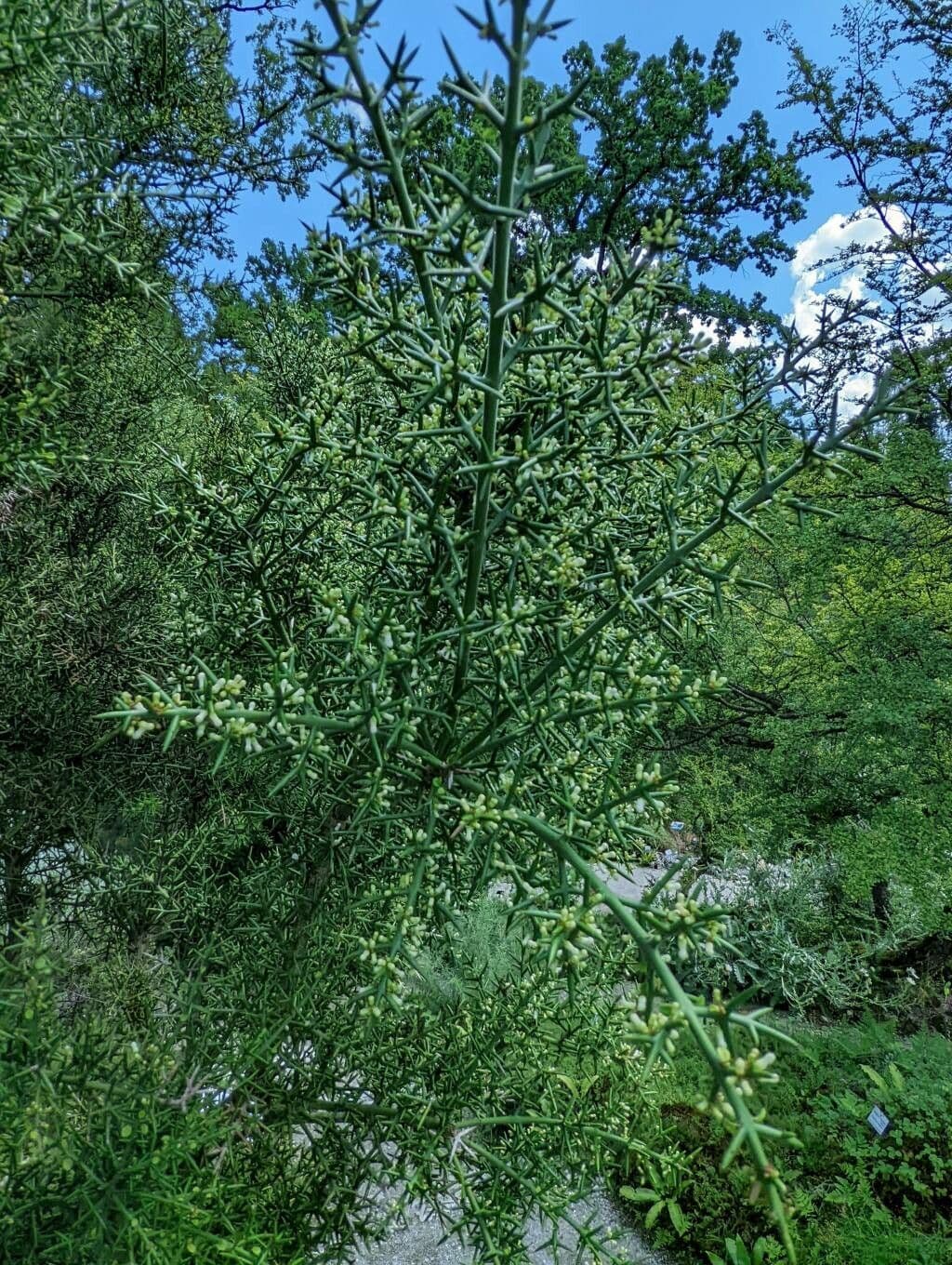 Colletia 12